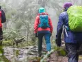 Three hikers, clad in bright rain gear and backpacks, trek through a misty, green forest. They are hiking in the rain, embracing the damp, atmospheric trail.