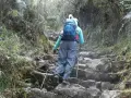 A hiker with a blue backpack ascends a rocky, overgrown path, using trekking poles for support. This is excellent training for hiking.