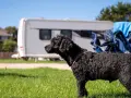 A black poodle enjoys a sunny day at one of the many pet friendly campgrounds, with a caravan and campervan in the background.