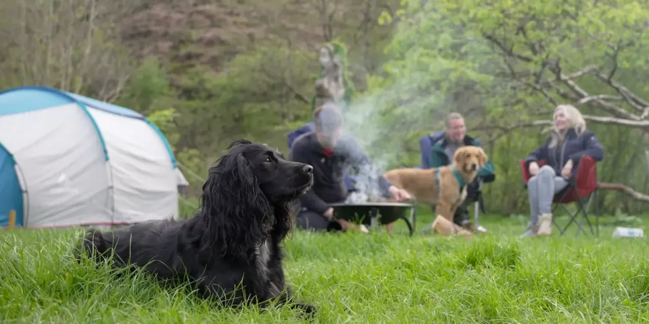 A black dog enjoys a camping trip with people around a campfire.