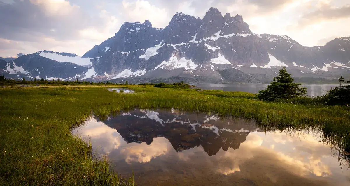 A serene reflection of jagged, snow-capped mountains in a calm pool of water in Tonquin Valley. Lush green grass surrounds the water, with a few scattered wildflowers.