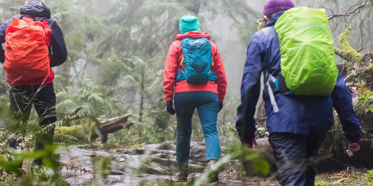 Three hikers, clad in bright rain gear and backpacks, trek through a misty, green forest. They are hiking in the rain, embracing the damp, atmospheric trail.