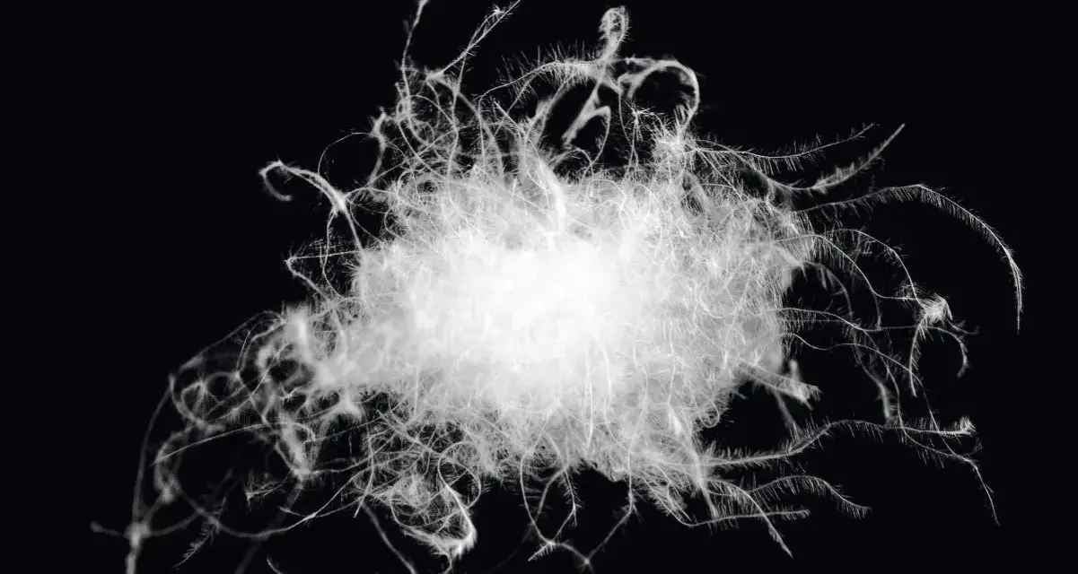 A fluffy cluster of white duck down, showcasing its soft, wispy structure. This image captures the essence of duck down meaning: pure, light, and insulating.
