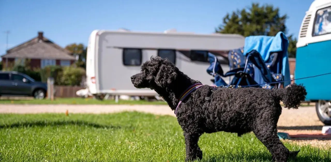 A black poodle enjoys a sunny day at one of the many pet friendly campgrounds, with a caravan and campervan in the background.