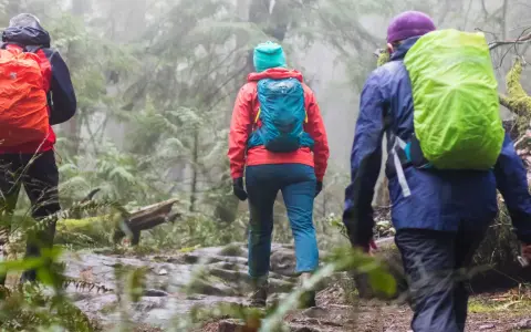 Three hikers, clad in bright rain gear and backpacks, trek through a misty, green forest. They are hiking in the rain, embracing the damp, atmospheric trail.