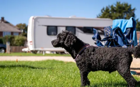 A black poodle enjoys a sunny day at one of the many pet friendly campgrounds, with a caravan and campervan in the background.