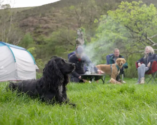 A black dog enjoys a camping trip with people around a campfire.