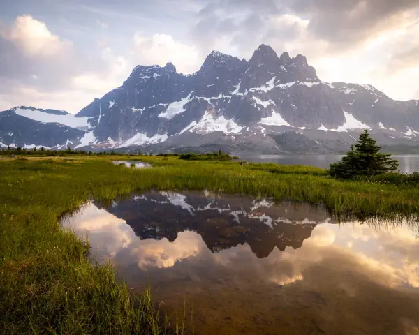 A serene reflection of jagged, snow-capped mountains in a calm pool of water in Tonquin Valley. Lush green grass surrounds the water, with a few scattered wildflowers.