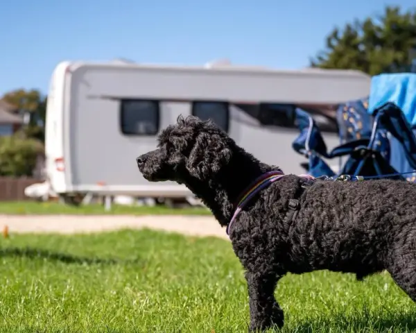 A black poodle enjoys a sunny day at one of the many pet friendly campgrounds, with a caravan and campervan in the background.