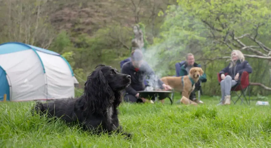 A black dog enjoys a camping trip with people around a campfire.