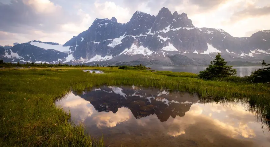 A serene reflection of jagged, snow-capped mountains in a calm pool of water in Tonquin Valley. Lush green grass surrounds the water, with a few scattered wildflowers.
