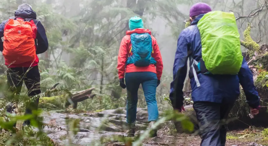 Three hikers, clad in bright rain gear and backpacks, trek through a misty, green forest. They are hiking in the rain, embracing the damp, atmospheric trail.