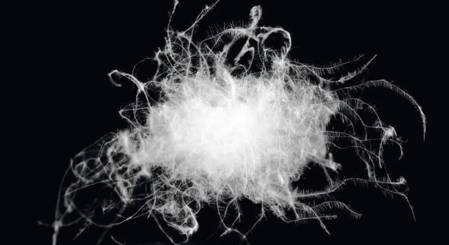A fluffy cluster of white duck down, showcasing its soft, wispy structure. This image captures the essence of duck down meaning: pure, light, and insulating.