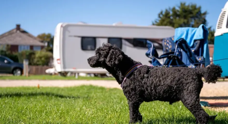 A black poodle enjoys a sunny day at one of the many pet friendly campgrounds, with a caravan and campervan in the background.