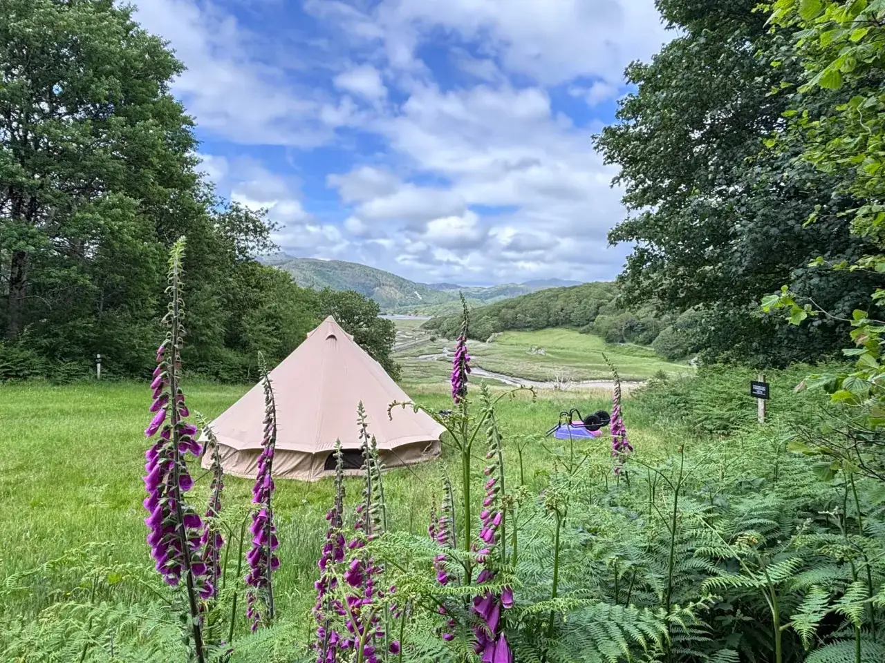 A beige bell tent is set up in a grassy field, surrounded by purple foxgloves and ferns. This serene scene offers a glimpse into how to set up a tent for a peaceful outdoor escape.
