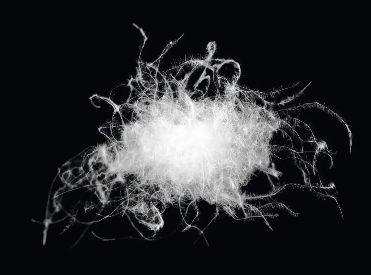 A fluffy cluster of white duck down, showcasing its soft, wispy structure. This down is the meaning of cozy comfort.