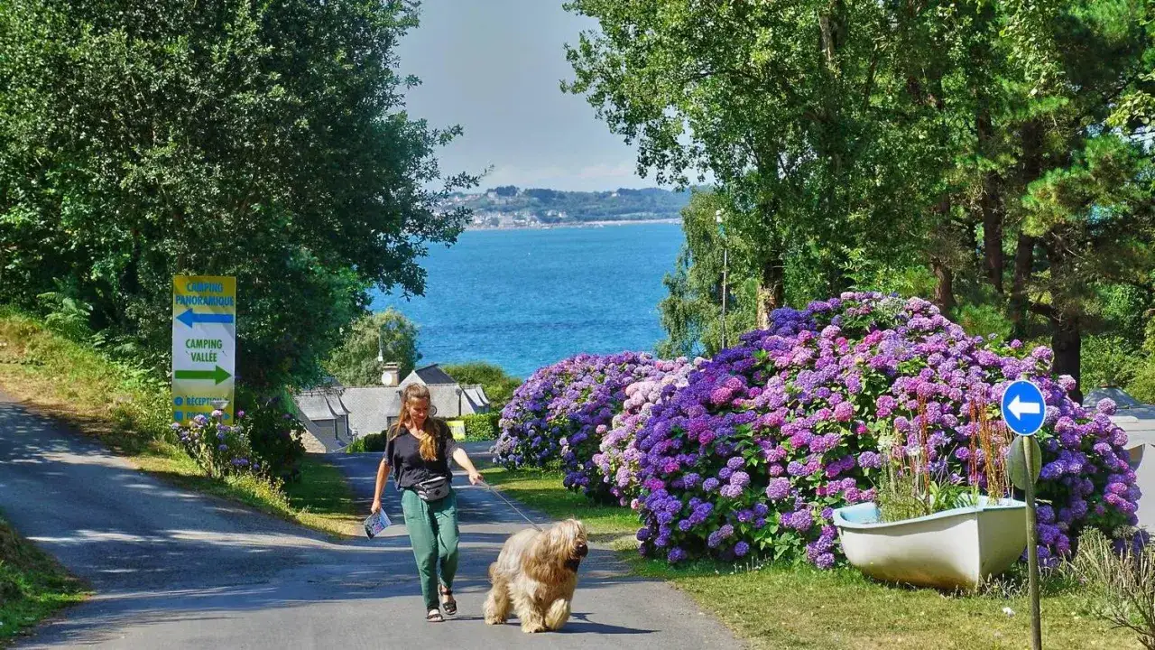 A woman walks her shaggy dog past vibrant hydrangeas towards pet friendly campgrounds with a beautiful ocean view.